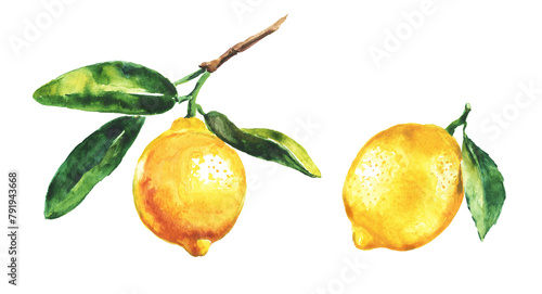 Lemon , lemon branch, set of lemons on a transparent background , citron, watercolor illustration, lime , fruit, lemons and leaves, citrus photo