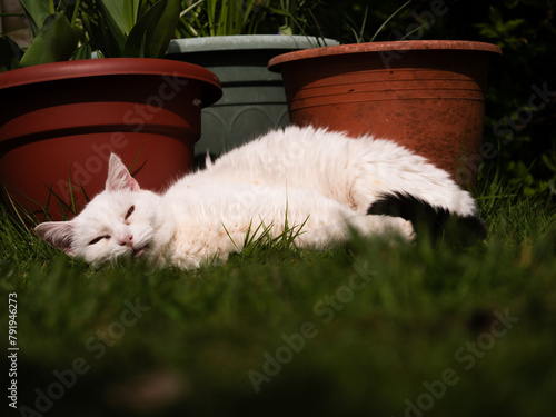 White cat relaxes in the garden next to plant pots