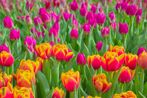 Field of tulips, natural colorful background, selective focus. © MaciejBledowski
