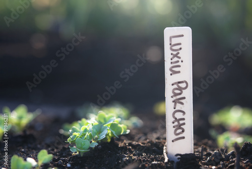 Luxiu Pak Choi seedling in spring garden with name marker. Defocused background. bok choy plants before thinning. Leafy vegetables also known as Brassica rapa, pak choi or pok choi. Selective focus. photo