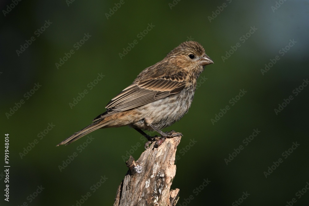House Finch House Finch