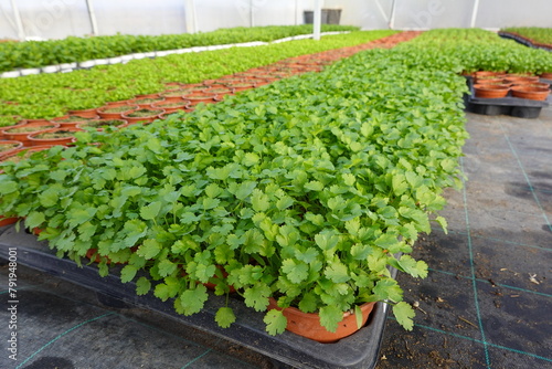 Number of pots with green plants arranged in greenhouse