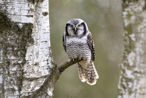 Northern hawk-owl, Surnia ulula, in Boemian-Moravian highlands photo