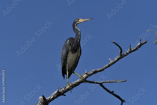 grey heron ardea cinerea