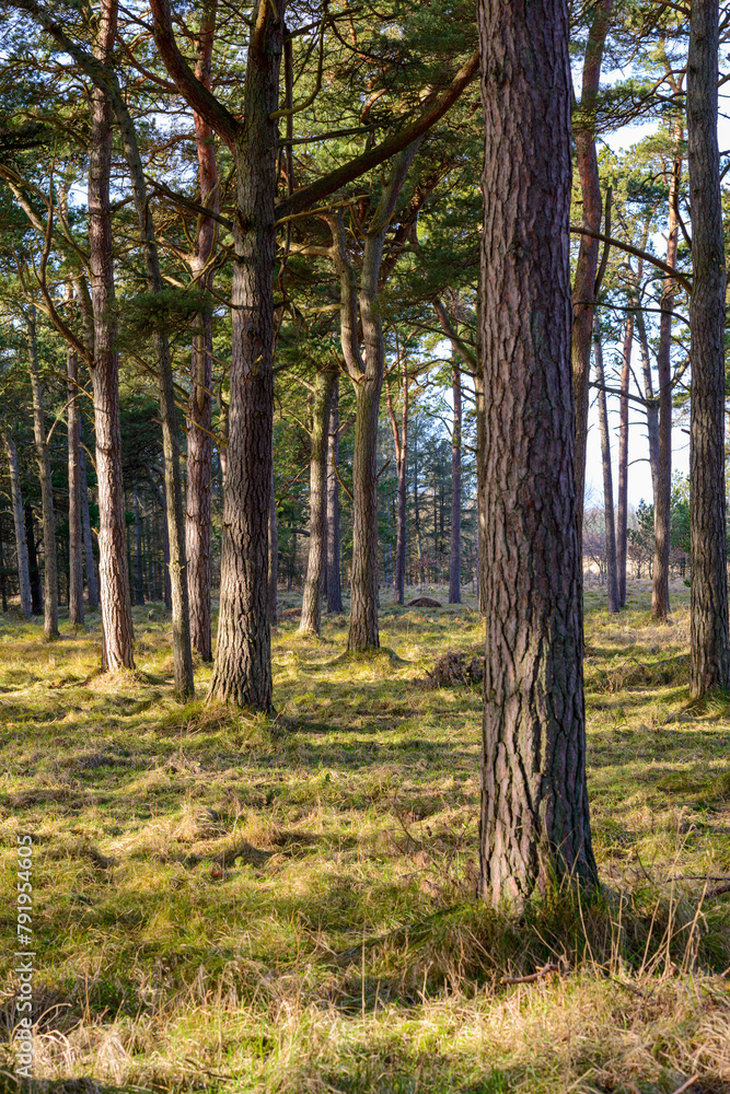 Obraz premium pine tree in the forest