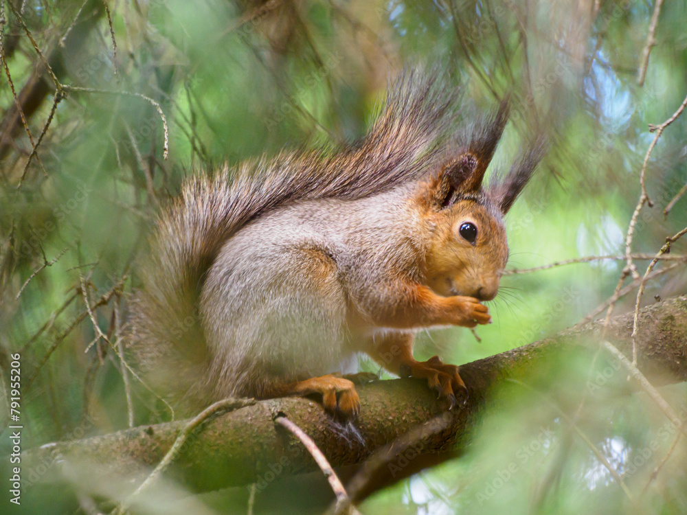 Fototapeta premium Eurasian Red Squirrel (Sciurus vulgaris), Moscow region, Russia, Europe