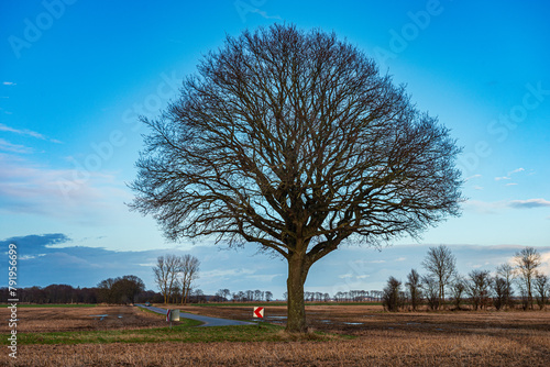 solitary tree in the field photo