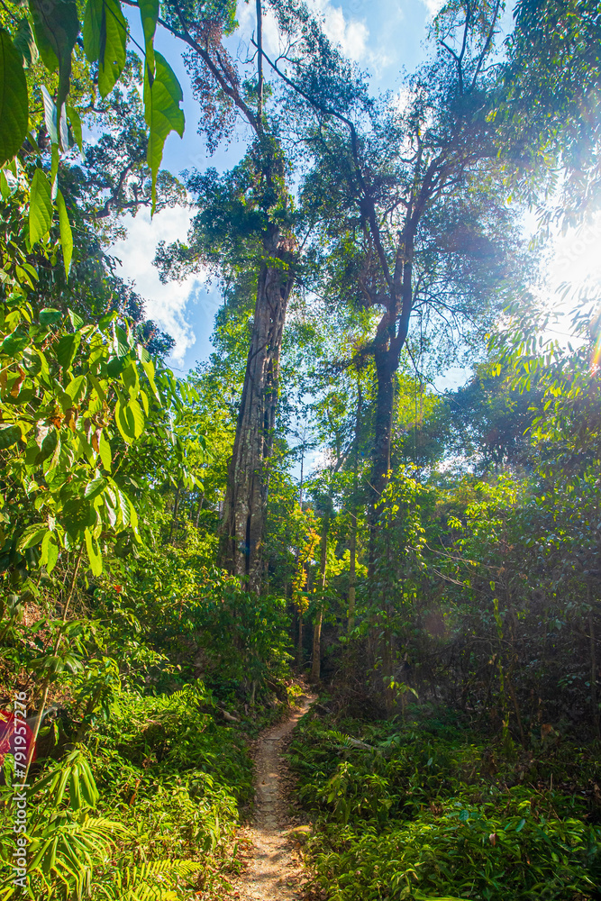 Fototapeta premium The sunlight shines on the far away sides of the trees in green tropical forest, Thailand.