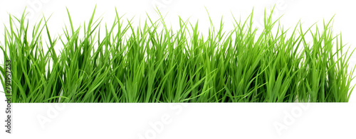 green grass isolated on white background stock photo сreated with Generative Ai
