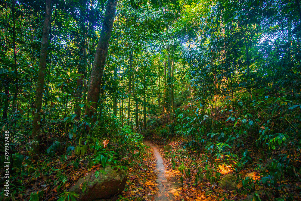 Obraz premium The sunlight shines on the far away sides of the trees in green tropical forest, Thailand.