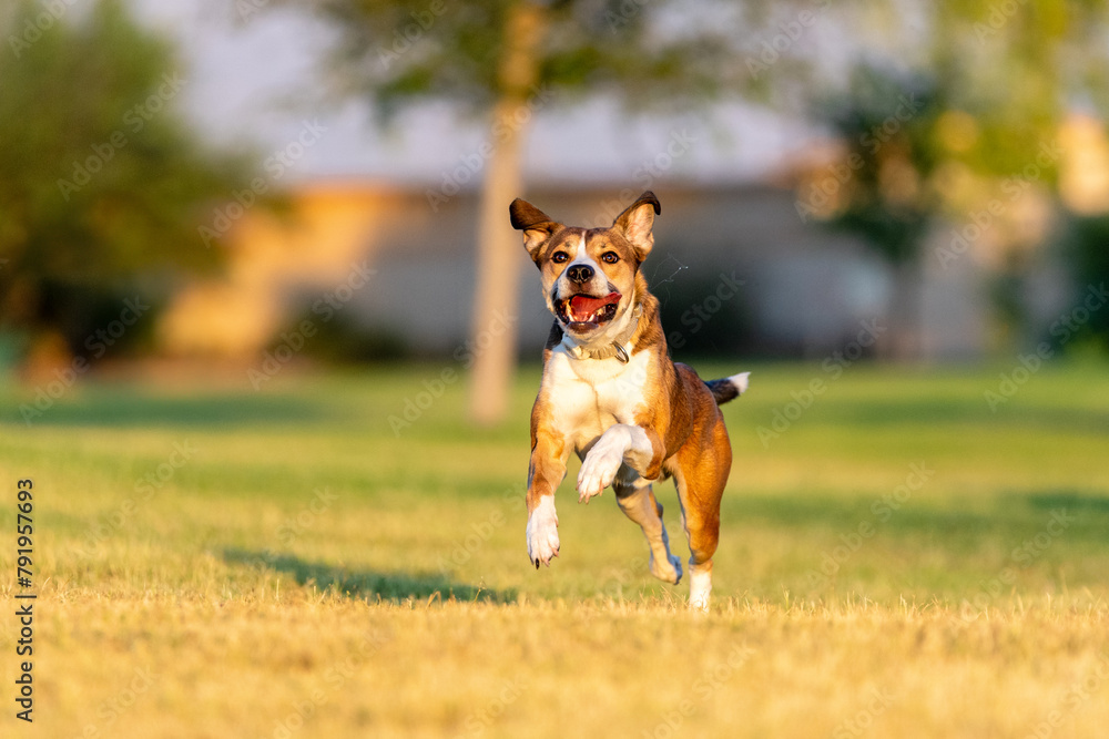 Smiling mixed breed dog with saliva flying out of his mouth while running Smiling mixed breed dog with saliva flying out of his mouth while running