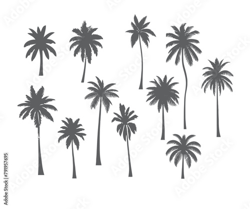vector set of tropical palm and tree silhouettes. EPS ,Set tropical palm trees with leaves, mature and young plants, black silhouettes isolated on white background. Vector
