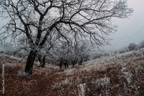 Winter landscape, nature of Ukraine, snow, cold, emptiness, calm, background