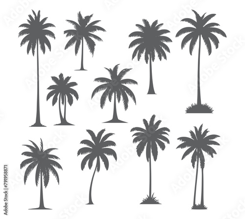 vector set of tropical palm and tree silhouettes. EPS  Set tropical palm trees with leaves  mature and young plants  black silhouettes isolated on white background. Vector