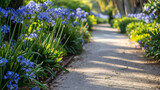 a row of Agapanthus plants lining a garden pathway, their tall, slender stalks and vibrant blooms adding a splash of color and elegance to the landscape, creating a charming and inviting atmosphere.