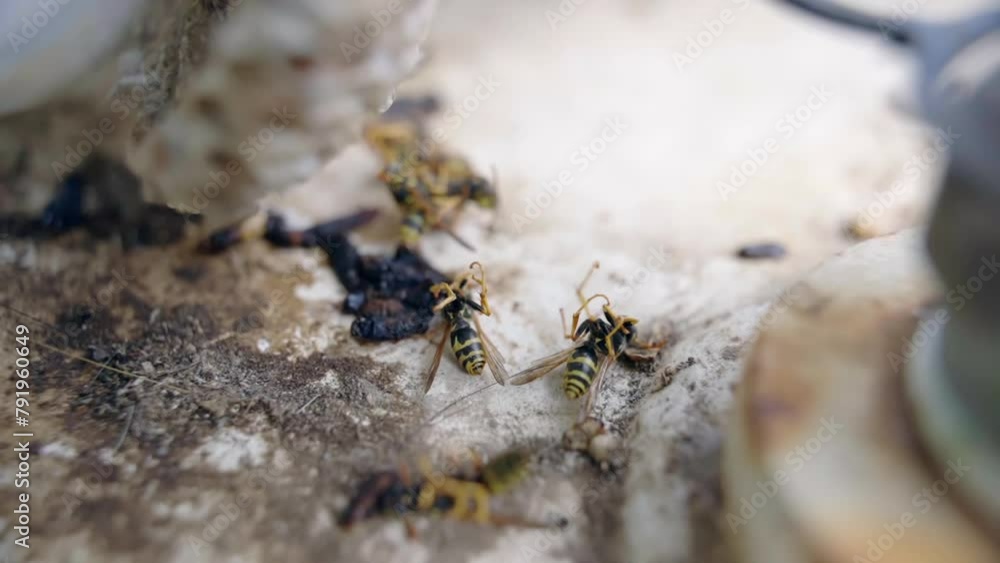 Burnt wasps and their nests, problem of wildlife animals extinction ...
