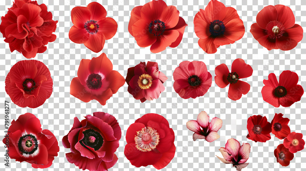 collection of various flowers on empty background collection of various flowers on empty background