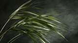 A stunning image showcasing the elegant form of a Calamus plant, its slender leaves gently swaying in the breeze, creating a mesmerizing display of natural movement and grace.