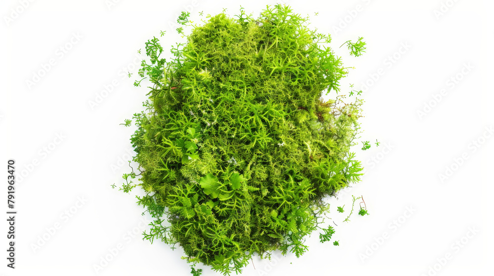 Obraz premium green moss isolated on white