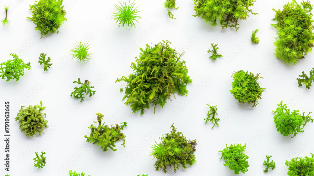green moss isolated on white green moss isolated on white