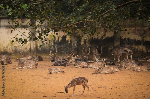 Chitra deer or chital deer in the zoo eating grass, axis deer grazing in Bangladesh photo