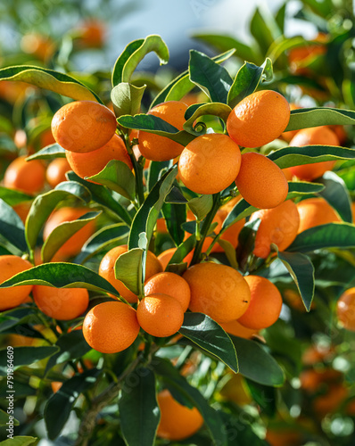 Kumquat branch completely covered with ripe kumquat fruits close up.