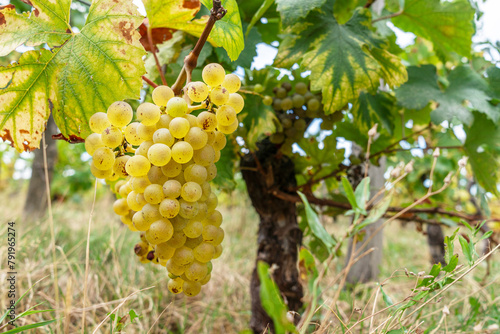 White wine grapes on the vine close up. © volff