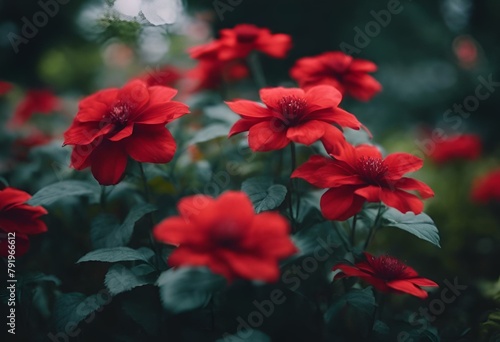 red flowers in the rain on a dark night wallpaper