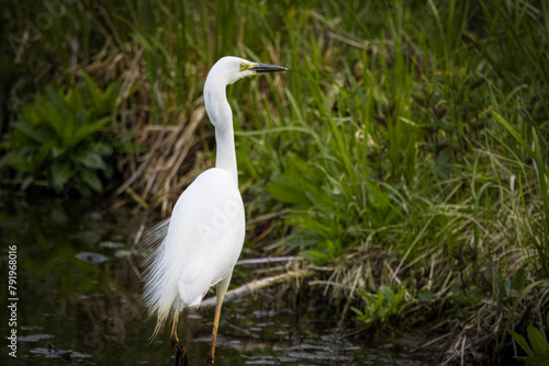 The Great egret stands on its feet in the water on a cloudy spring evening. A large white plumage bird with an orange bill and black legs in wildlife with green background.