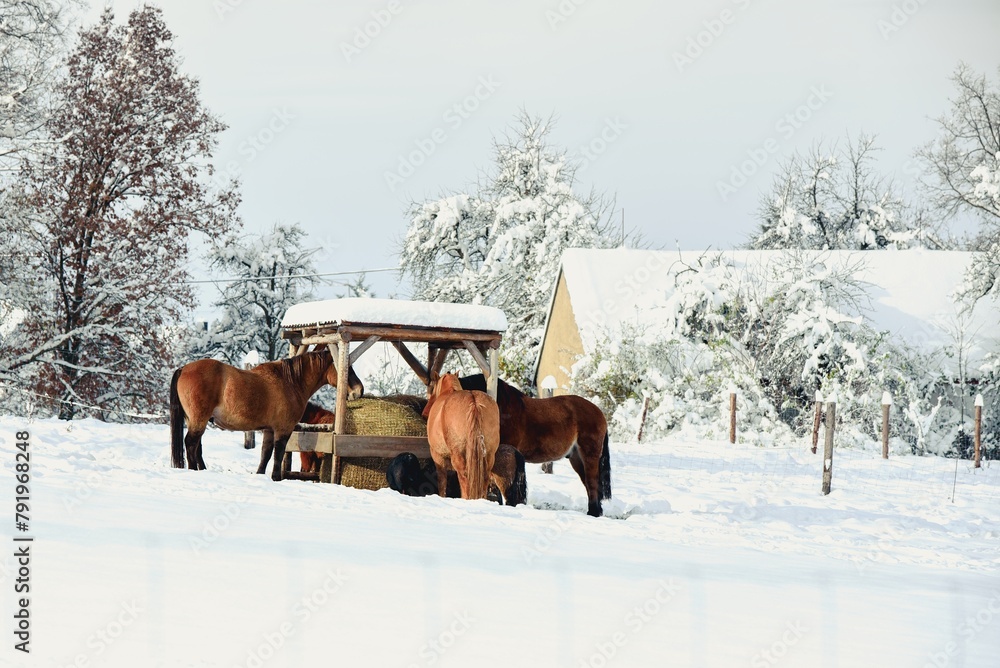 Horses Grazing in Winter Landscape Horses Grazing in Winter Landscape