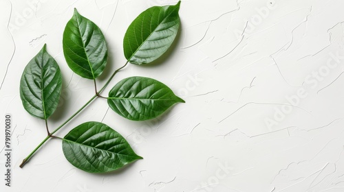  Three leaves in shades of green rest atop one another on a white table, surrounded by nothing but emptiness Behind them, an intricate pattern adorns the wall