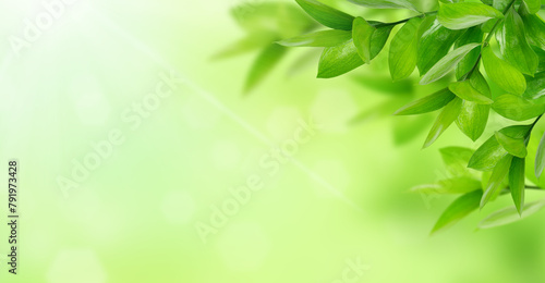 Green nature banner background, fresh leaves on green background. Eco concept
