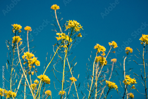 Yellow mustard flowers against clear blue sky in spring day. Perennial herbaceous plant with bright yellow flowers, grassland herbs swaying in a wind.