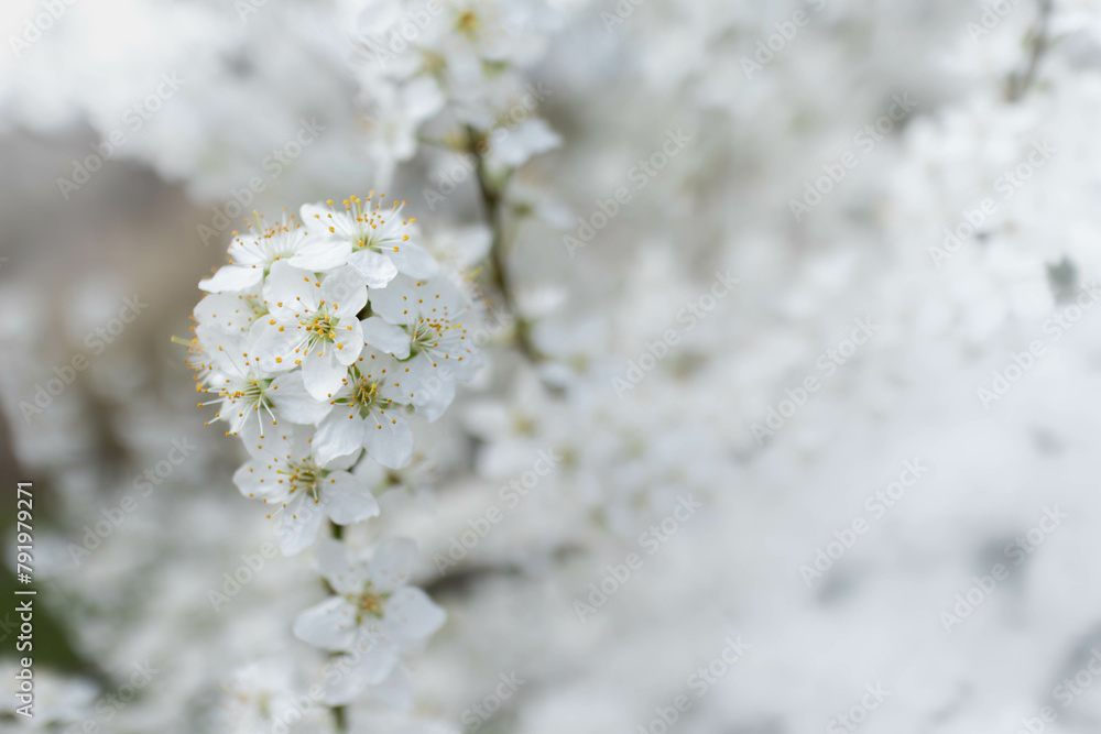 Spring background with white blossoms Spring background with white blossoms