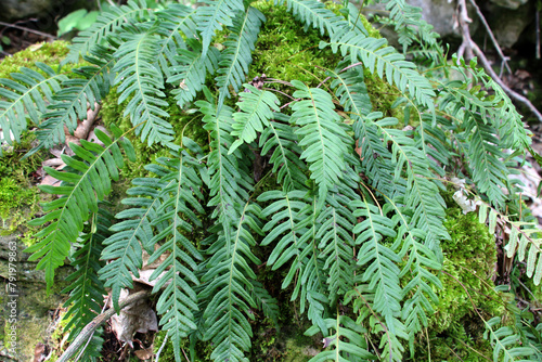 Fern Polypodium vulgare grows on a rock in the woods photo