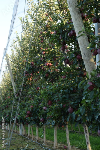  Apple orchard under anti hail nets, early autumn orchard with red ripening apples Jeronime variety. photo