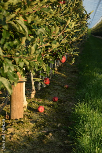 Apple orchard under anti hail nets, early autumn orchard with red ripening apples Gala Schinico Red variety, orchard with last red apples partly harvested.. photo