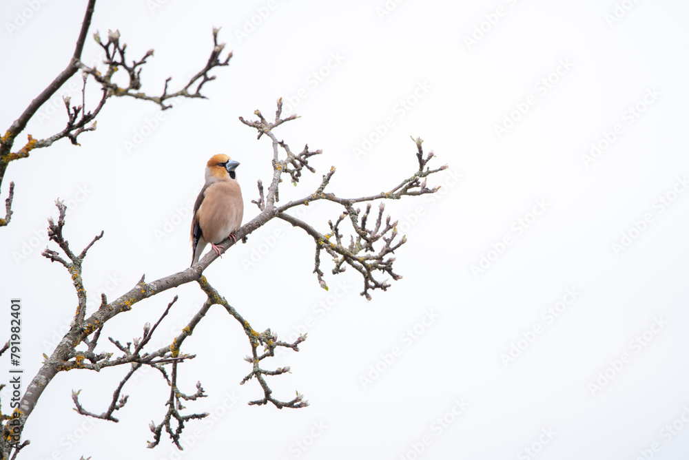 The hawfinch (Coccothraustes coccothraustes) The hawfinch (Coccothraustes coccothraustes)