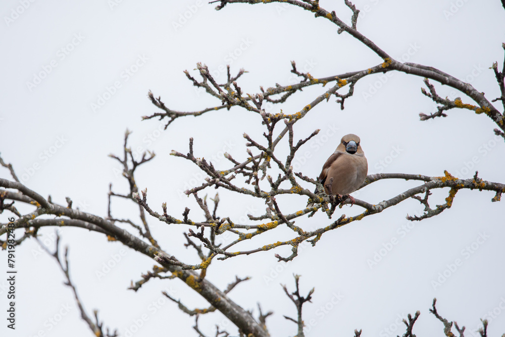 The hawfinch (Coccothraustes coccothraustes) The hawfinch (Coccothraustes coccothraustes)