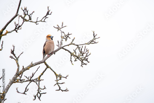 Fototapeta The hawfinch (Coccothraustes coccothraustes)