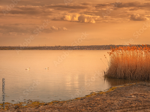 two swans swimming in calm water of lake in golden hour of sunset with sky tobacco colours