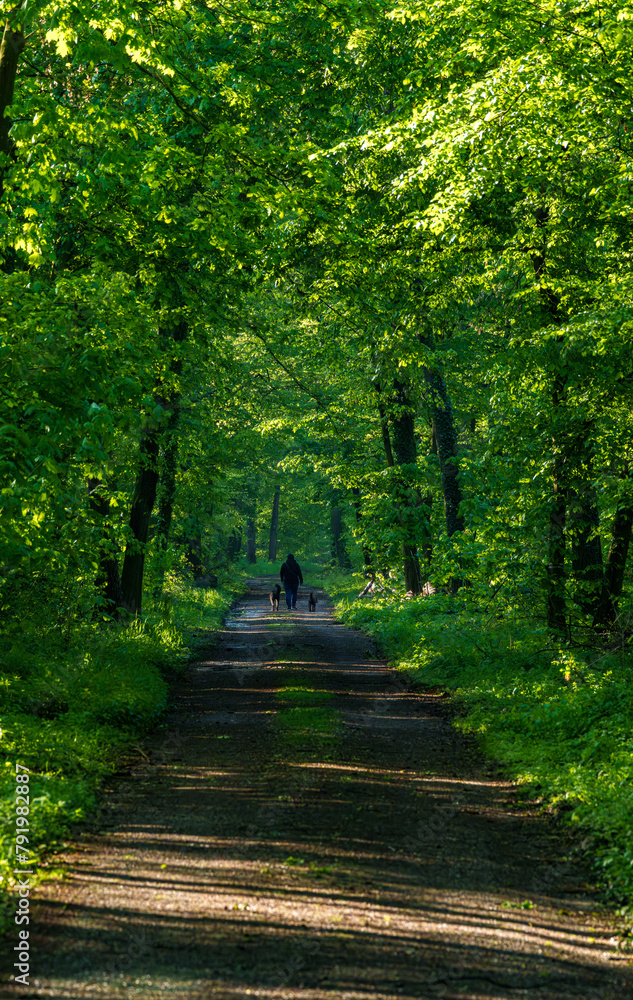 Obraz premium A dirt road cuts through a lush plant community in a green forest