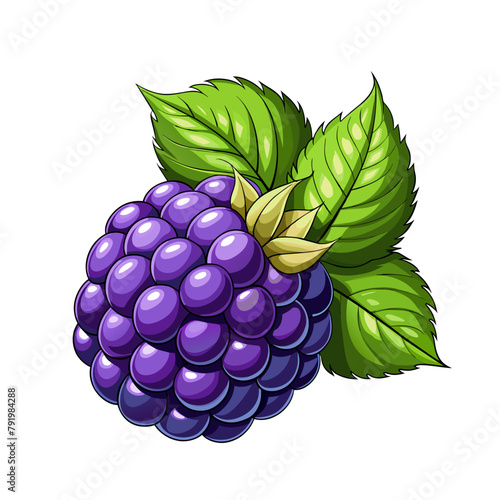 Blackberry fruit berry summer cartoon style on white background