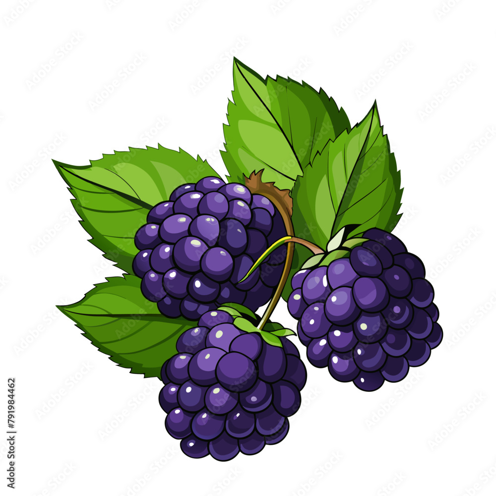 Fototapeta premium Blackberry fruit berry summer cartoon style on white background