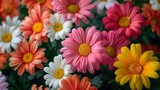 Vibrant array of daisies blooming in high definition clarity