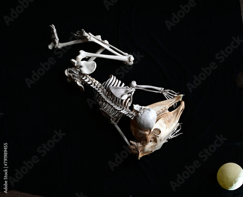 Für immer. Symbolbild. Menschliches Skelett mit Pferdeschädel vor schwarzem Hintergrund