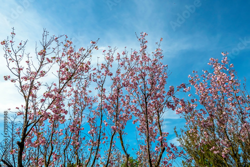 scenic view of flowering cherry tree branches against the sky