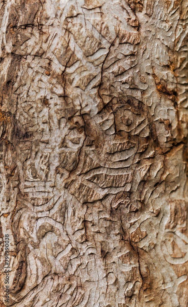 Patterns left by bark beetles on the surface of a dead tree Patterns left by bark beetles on the surface of a dead tree