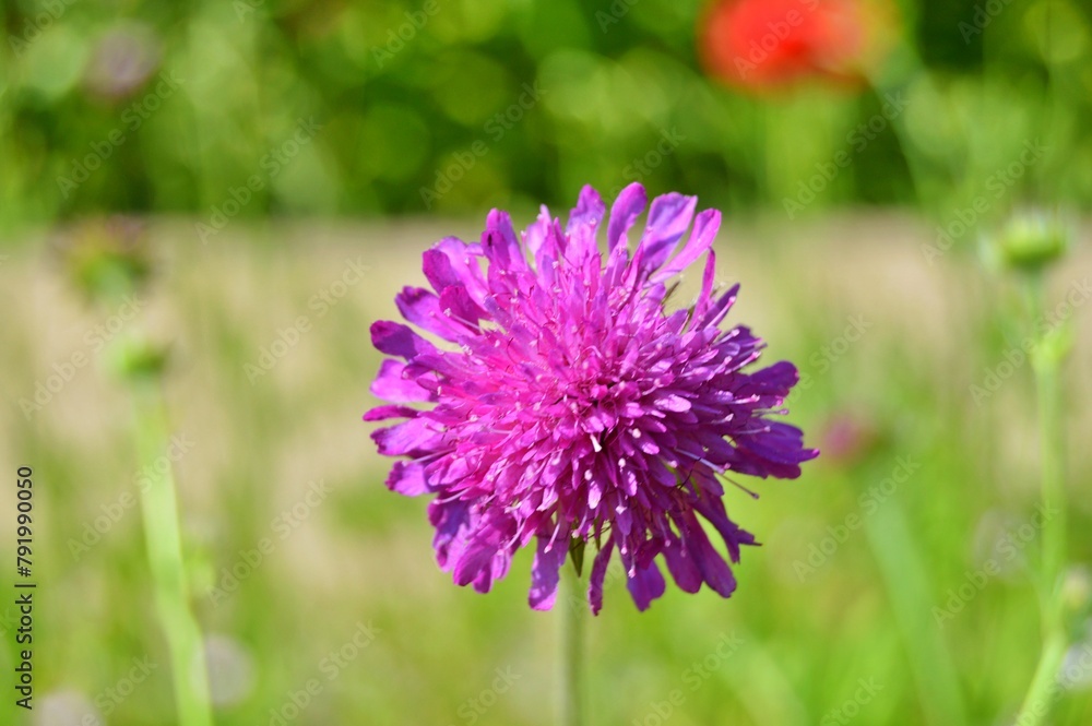Fototapeta premium Flowers in the garden during spring . Colorful and nature background ......