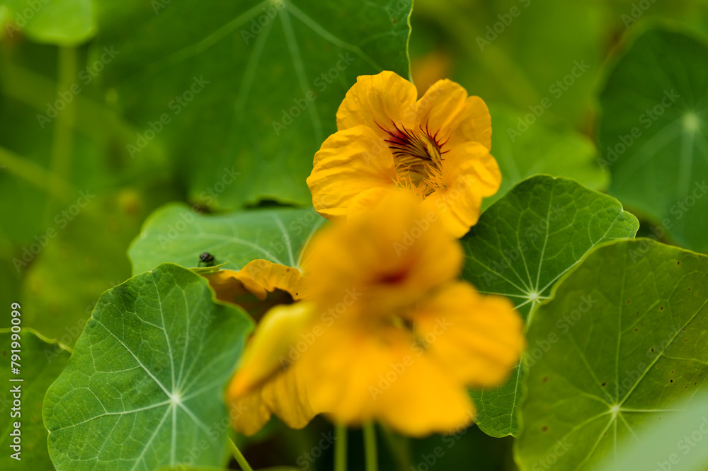 Flora of Gran Canaria - Tropaeolum majus, the garden nasturtium, introduced and invasive plant, edible, natural macro floral background
Flora of Gran Canaria - Tropaeolum majus, the garden nasturtium, introduced and invasive plant, edible, natural macro floral background